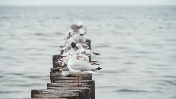 Troupeau d'oiseaux de mouettes — Video