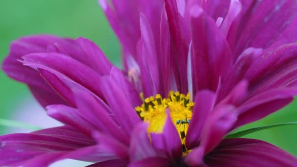 꽃 위에 앉아 있는 개미, 가까이 서 본 모습 — 비디오