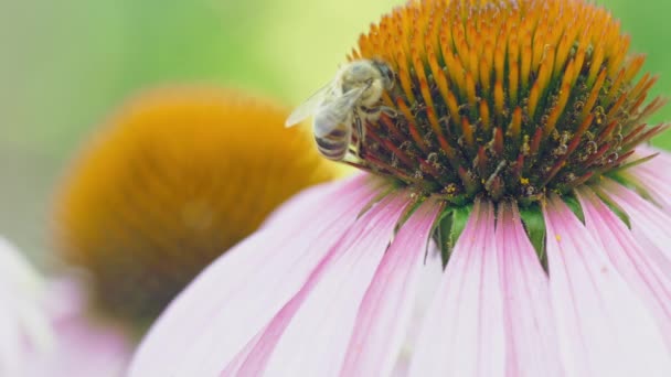 꽃 위의 벌 벌 벌, 여름 — 비디오