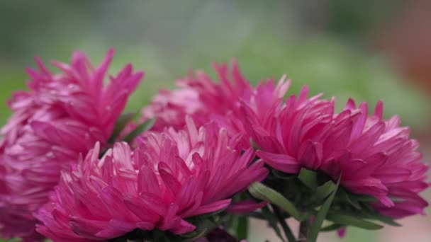Różowe astry w ogrodzie — Wideo stockowe