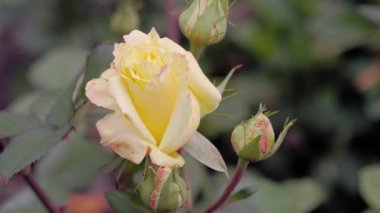 Sonbahar bahçesinde sarı gül