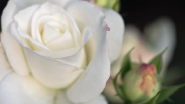 Rosa branca no jardim, close-up — Vídeo de Stock