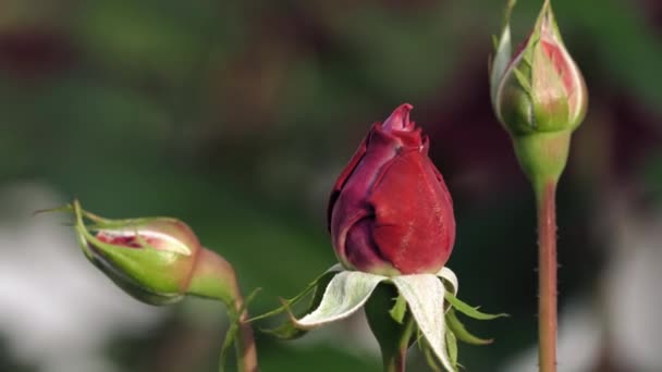 Rose dans le jardin, bourgeon non ouvert — Video