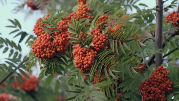 Çalılıklar Kızıl Rowan, sonbahar — Stok video