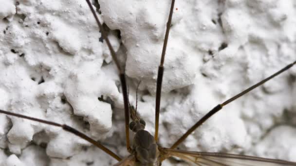 다리가 긴 아빠 곤충, 클로즈업 — 비디오