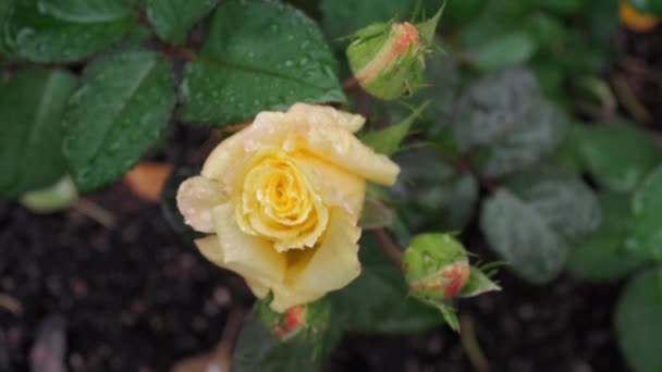 Rosa amarilla bajo la lluvia — Vídeo de stock