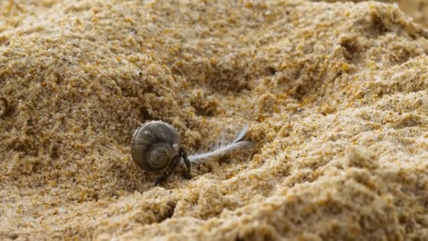 Cangrejo ermitaño en la playa de arena — Vídeos de Stock