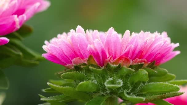 Ροζ λουλούδι Άστερ με παγετό — Αρχείο Βίντεο