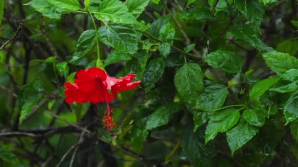 Color rojo hibisco en la lluvia — Vídeo de stock