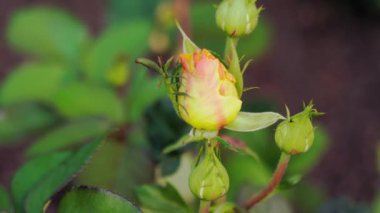 Açılmamış sarı gül tomurcuğu