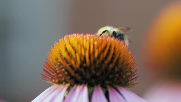 紫锥菊花和大黄蜂 — 图库视频影像