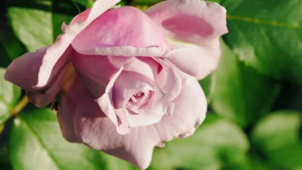 Розовая роза на солнце в саду — стоковое видео