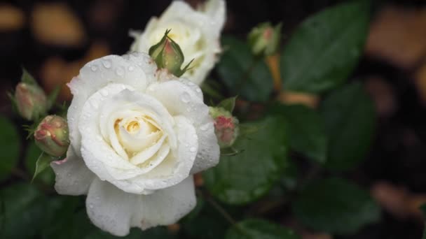 Fehér rózsabokor az esőben — Stock videók