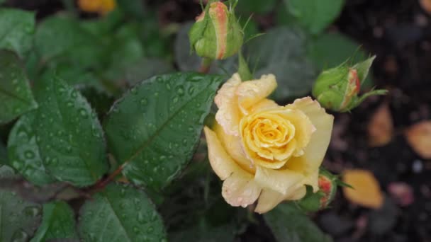 Arbusto rosa amarelo bonito — Vídeo de Stock