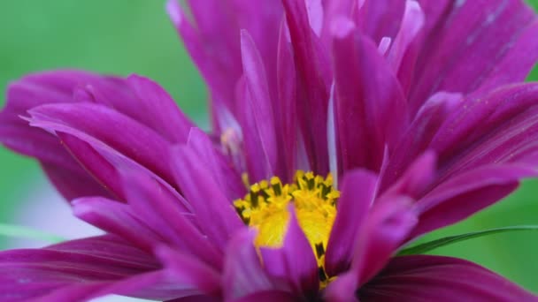Close-up, bela flor rosa — Vídeo de Stock