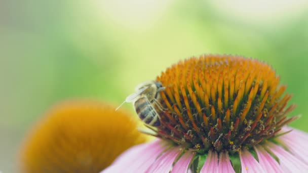 Крупный план, пчела на цветке — стоковое видео