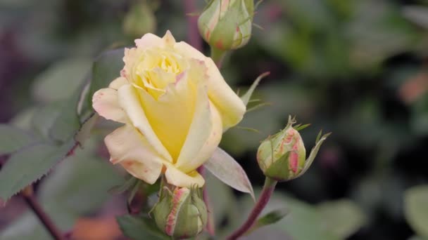 Blooming yellow rose — Stock Video