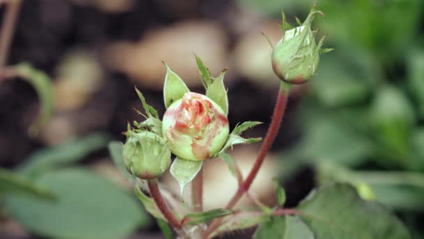 庭の吹かれていないバラの芽 — ストック動画
