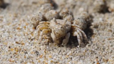 Kum baloncuğu yengeci ve kum topları