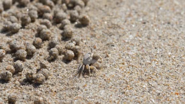 Sand bubble crab and balls of sand — Stock Video