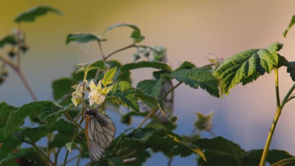 Negro veteado mariposa blanca en la luz del atardecer — Vídeos de Stock