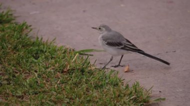 Yabani kuş beyaz kuyruğu çimlerin üzerinde