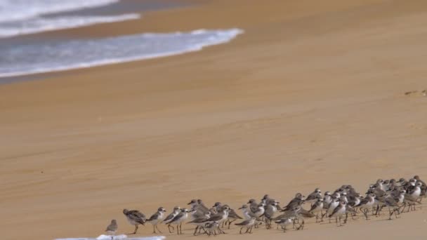 Uccelli plover sabbia più grande sulla spiaggia — Video Stock