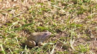 Çimlerin üzerinde bir kurbağa