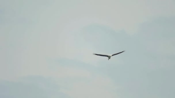 Águia do mar de barriga branca. Haliaeetus leucogaster — Vídeo de Stock