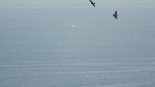Wielki Orlik plamisty przelatuje nad wyspą Koh Miang — Wideo stockowe