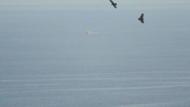 Greater Spotted Eagle meluncur di atas pulau Koh Miang — Stok Video