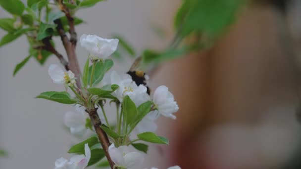 春に咲く庭のリンゴの花のバンブルビー — ストック動画