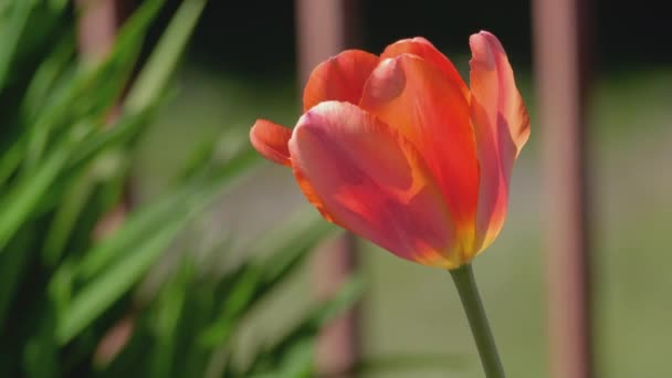 Orange tulip flower close-up — Stock Video