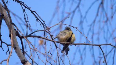 Parktaki huş ağacının dalında oturan meme faresi