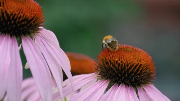 Bumblebee en una flor, primer plano — Vídeo de stock