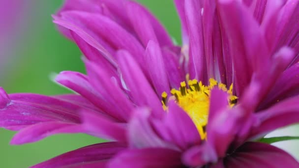 Рожева квітка космаї, крупним планом — стокове відео