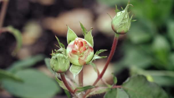 Oöppnade rosenknoppar i trädgården — Stockvideo