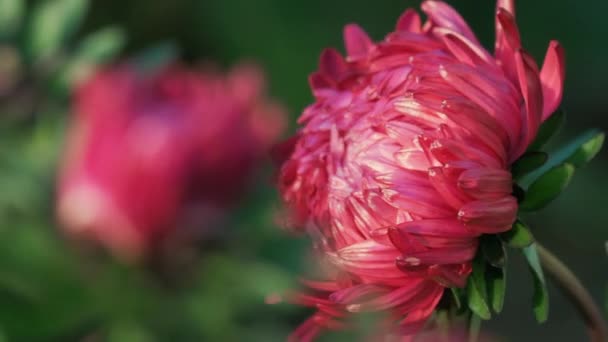 Садова рожева айстра, крупним планом — стокове відео