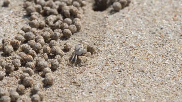 Песчаный краб и шары песка — стоковое видео