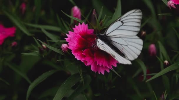 Siyah damarlı beyaz kelebek — Stok video