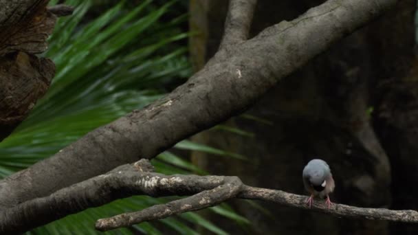 爪哇麻雀 — 图库视频影像