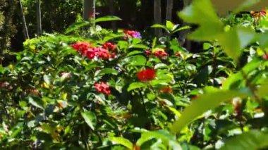 bahçede yürüyüş