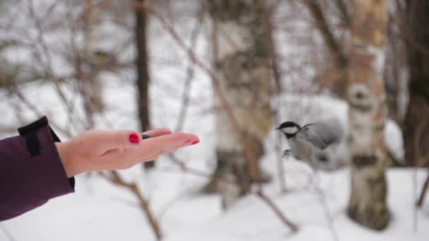 Pájaro titmouse en la mano, invierno — Vídeo de stock