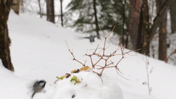 Nuthatch and tit in winter — Stok video