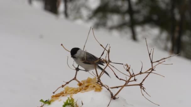 Tits feed in the forest in winter — Stockvideo