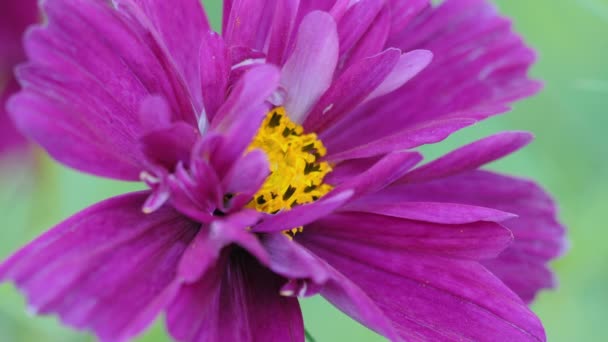 Літня квітка крупним планом — стокове відео