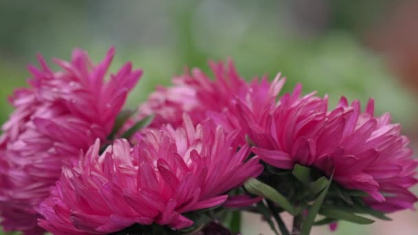 Bukiet różowe kwiaty Asters — Wideo stockowe