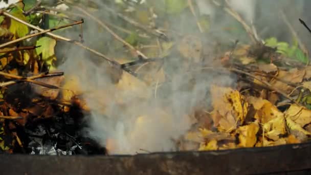 Le foglie secche autunnali bruciano — Video Stock