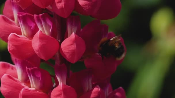 Μέλισσα σε κόκκινο λούπινο λουλούδι — Αρχείο Βίντεο