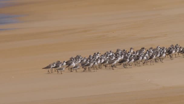 Grand pluvier de sable oiseaux sur la plage — Video